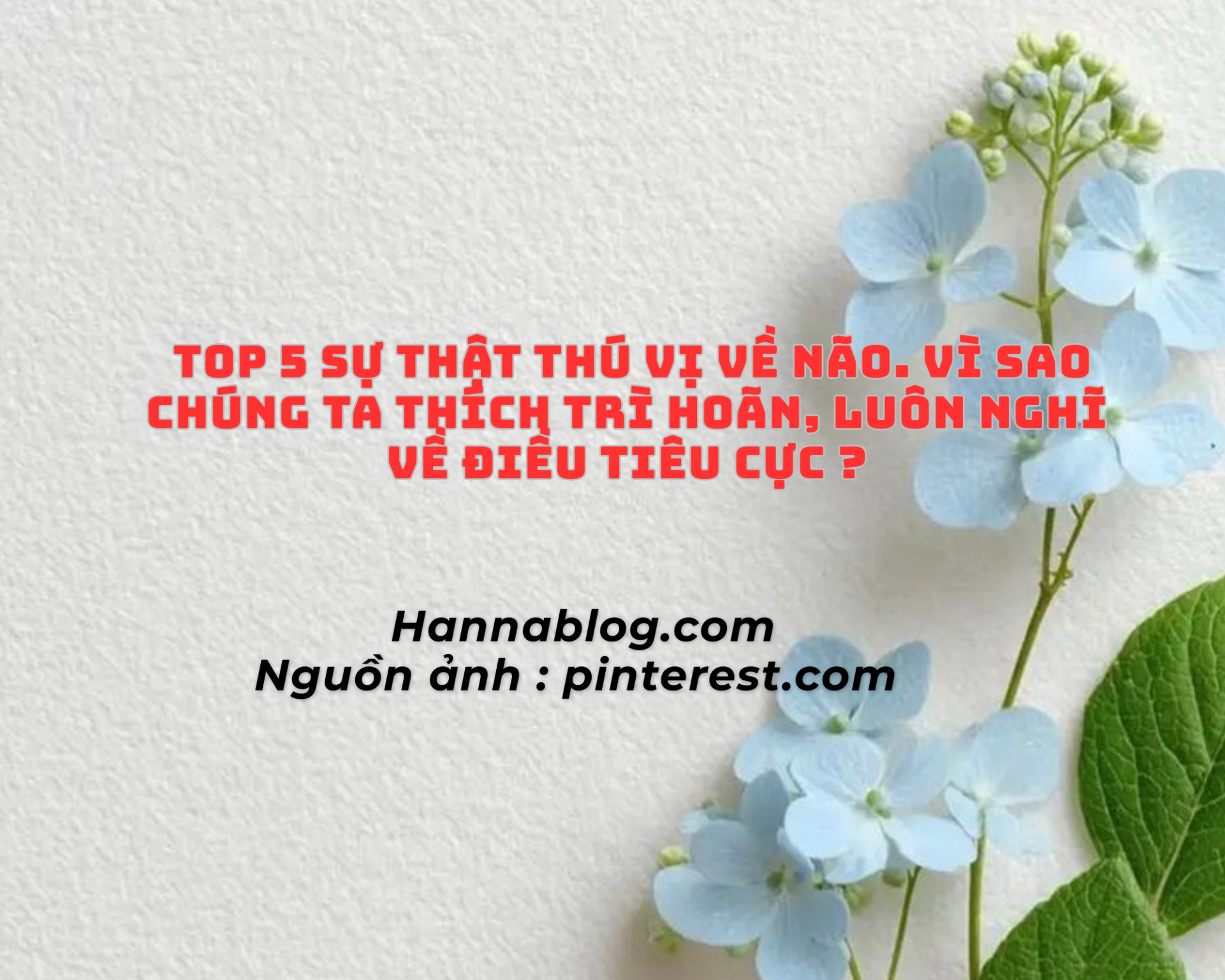 Top 5 sự thật thú vị về bộ não hannablog